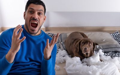 Comment Punir un Chien qui n’Obéit Pas ? Découvrez 5 Méthodes Efficaces et Bienveillantes