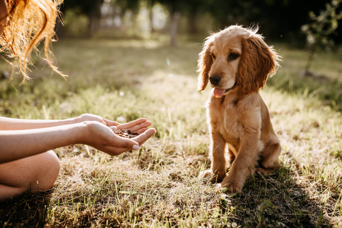 éduquer son chien