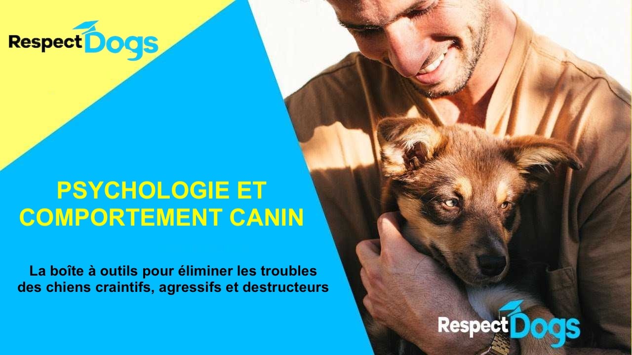 psychologie canine banniere podia