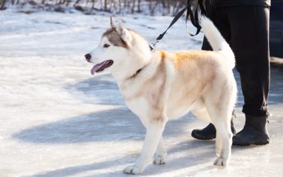 7 Conseils Essentiels pour Gérer un Chien Dominant efficacement