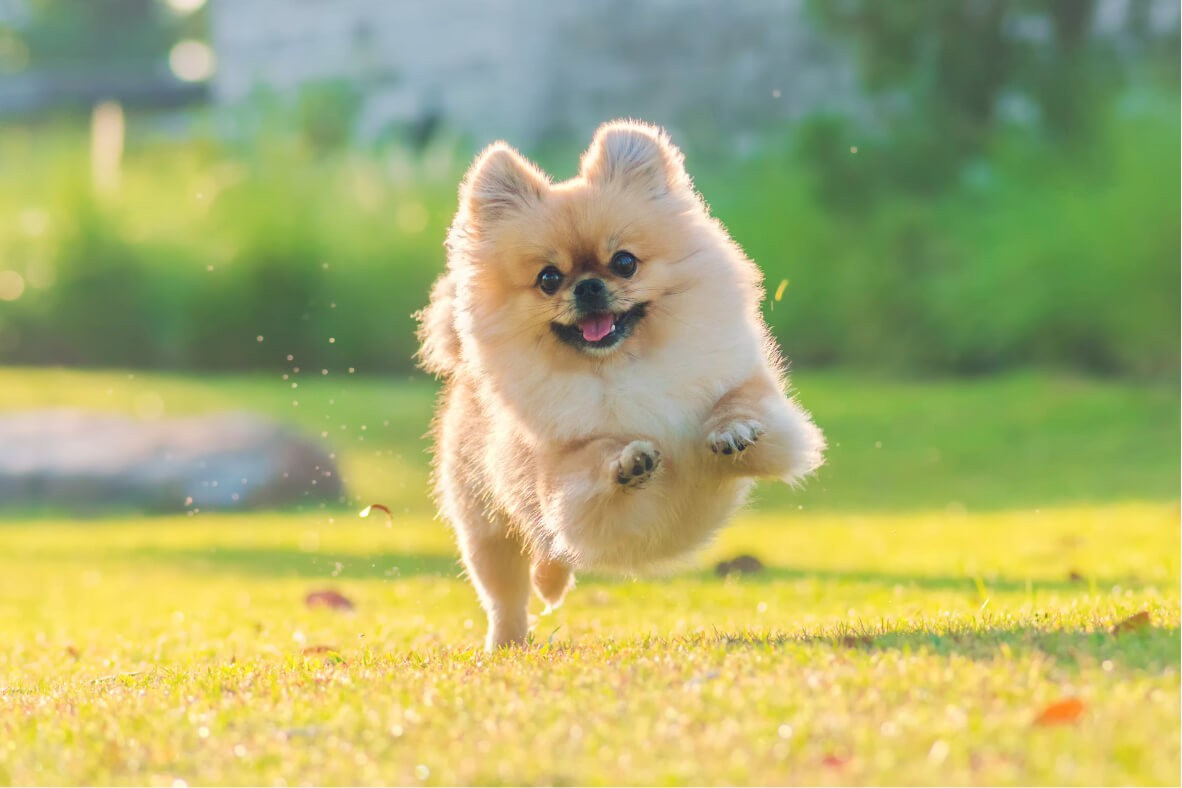 le suivi naturel chien