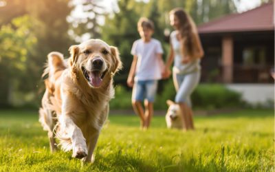 7 façons amusantes de jouer avec son chien pour renforcer votre complicité