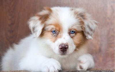 Les 8 meilleures astuces pour rendre ton chiot propre rapidement