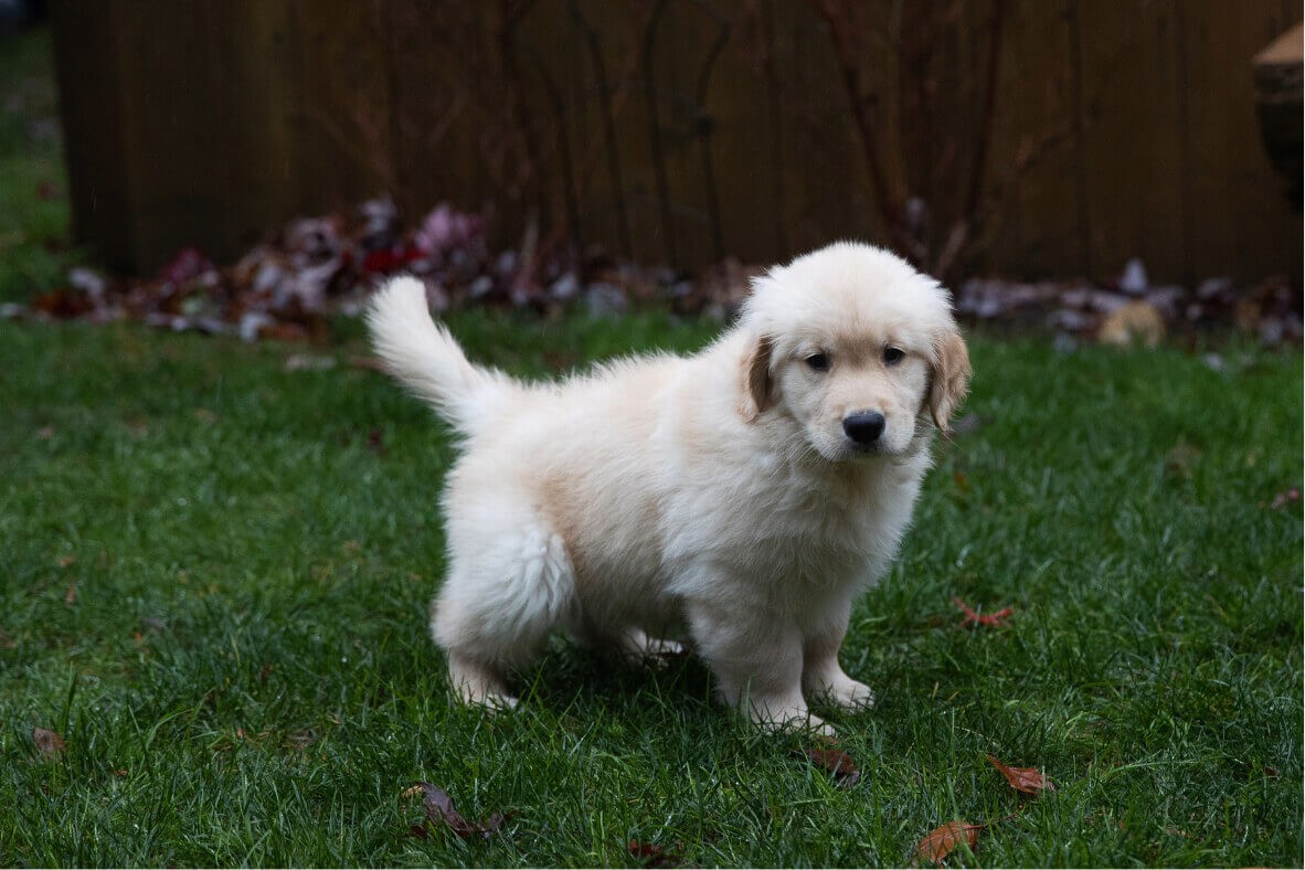 Rendre mon chiot propre