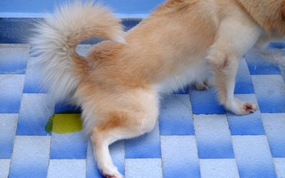 Pipi de Joie Chien : 7 Conseils Efficaces pour les Stopper Rapidement