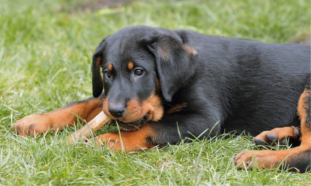 beauceron élevage auvergne rhone alpes