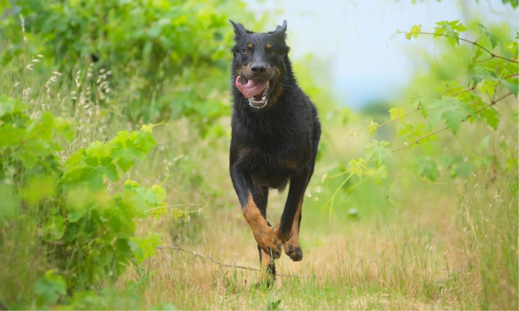 beauceron élevage bourgogne franche comté