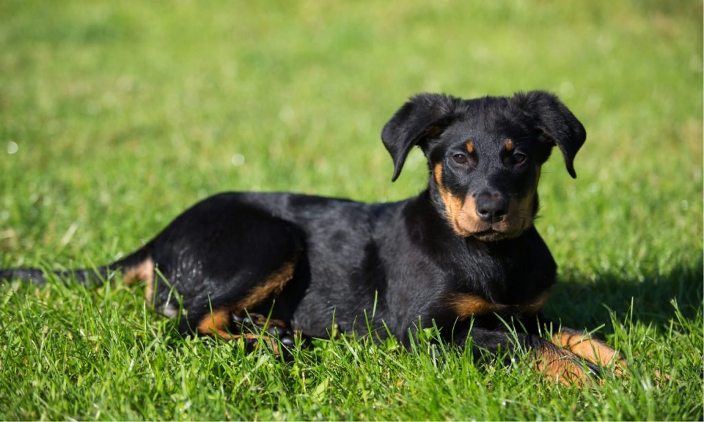 beauceron élevage bretagne