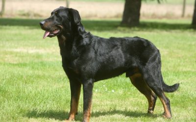 Beauceron élevage : + de 100 éleveurs passionnés en France
