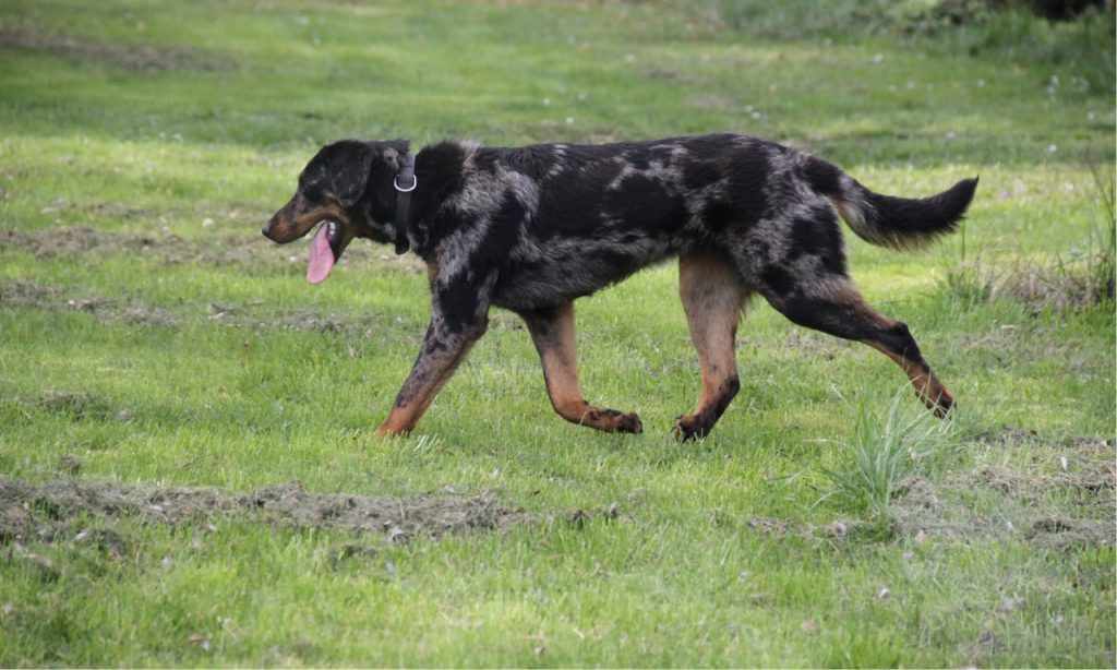 beauceron élevage centre val de loire