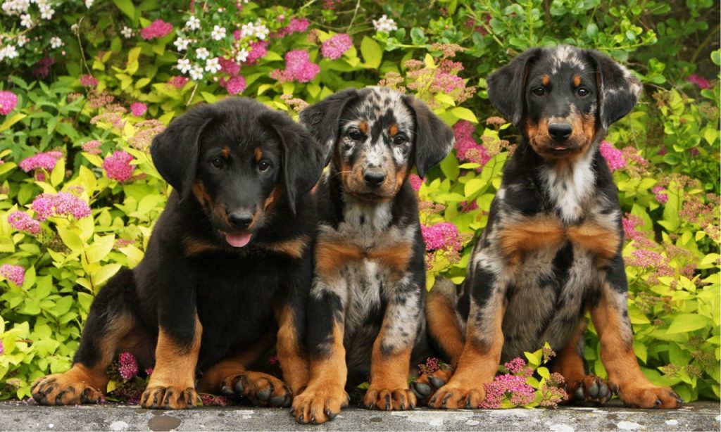 beauceron élevage grand est