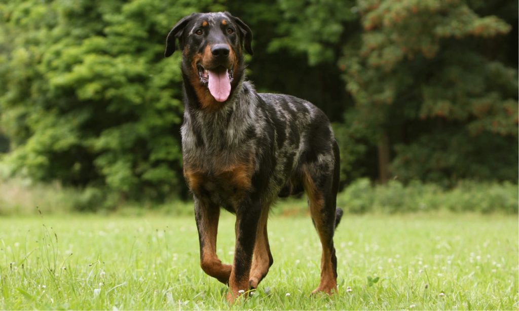 beauceron élevage normandie
