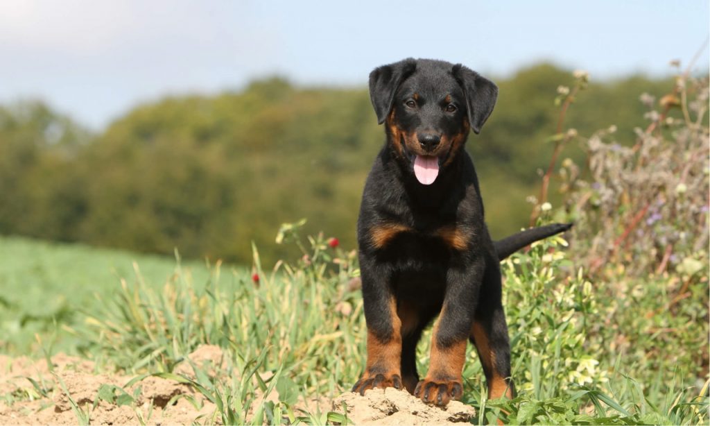 beauceron élevage nouvelle aquitaine