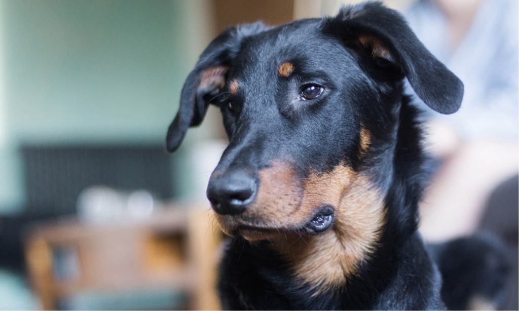 beauceron élevage occitanie