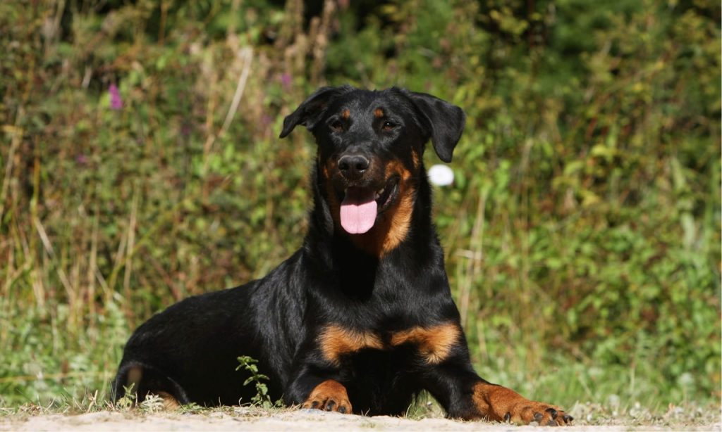 beauceron élevage pays de la loire
