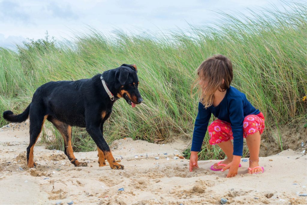 Beauceron enfant