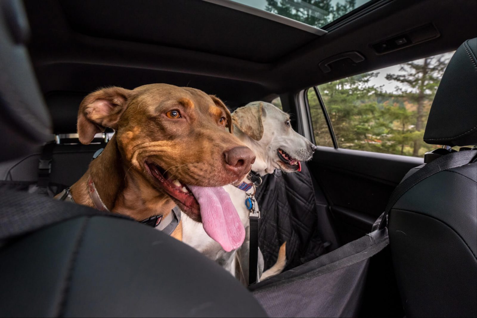 chien voiture