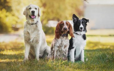 ACACED chien : 5 raisons de le choisir