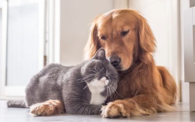 ACACED Obligatoire : 7 Points Clés à Connaître Avant de Te Lancer