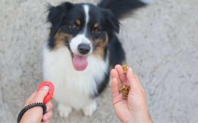 Éducation positive chien : 7 clés pour une méthode respectueuse et efficace