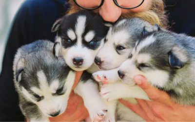 5 étapes pour devenir éleveur canin : Tout ce qu’il faut savoir