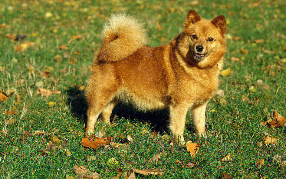 Caractère Spitz Finlandais