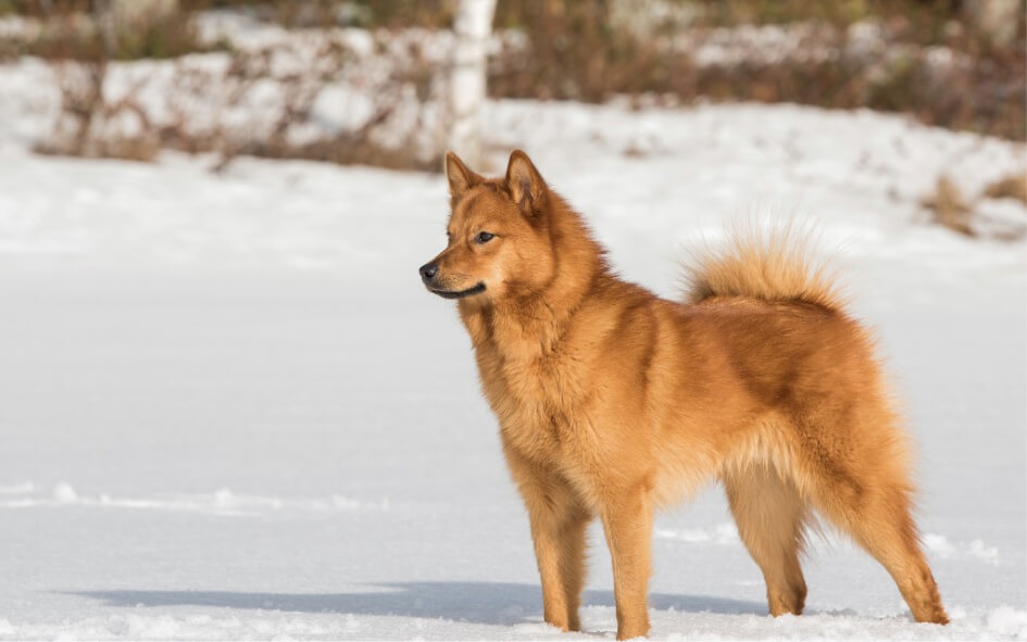 Chien Spitz Finlandais