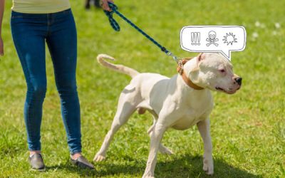 Chien réactif à Rennes : 6 clés si ton chien aboie ou tire sur la laisse en ville 🐾🐶