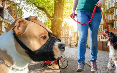 Laisse et muselière chien loi : 4 règles essentielles à connaître pour éviter les amendes