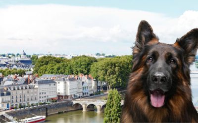 Les 5 meilleurs parcs pour promener son chien à Angers : Où sortir ton chien en toute sécurité ?