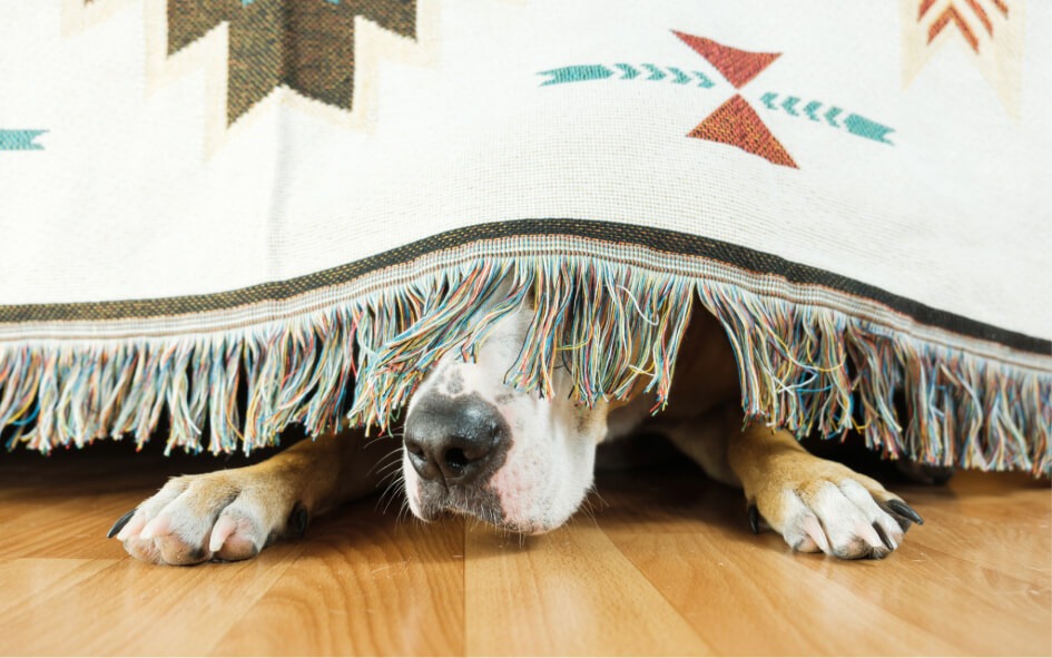 Chien Anxieux