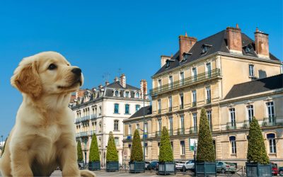Éducation chiot Rennes : les 5 étapes clés pour bien démarrer son éducation en ville 🏢🐶