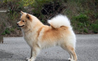 Berger finnois de Laponie : 7 choses à savoir sur ce chien nordique au grand cœur