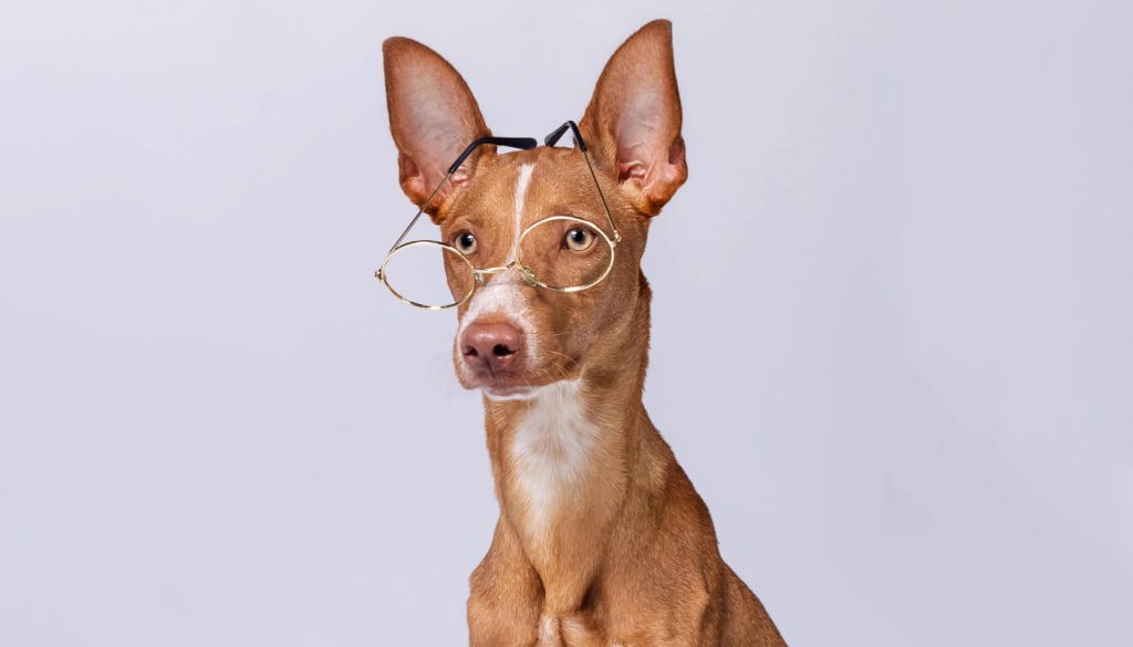 Administratif éducateur canin