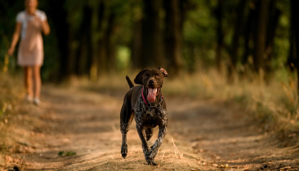 pension chien angers