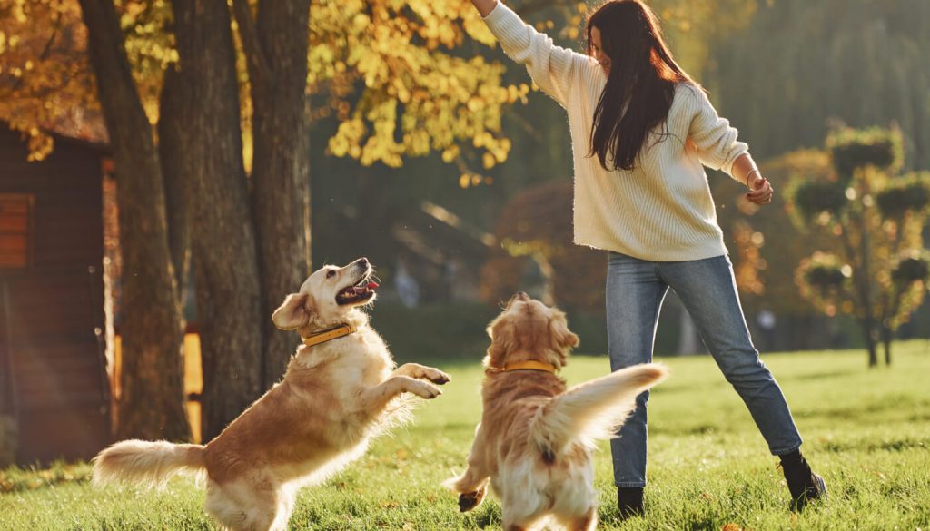 Qualités éducateur canin