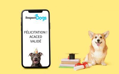 🐾 Que faire après l’ACACED ? 3 pistes concrètes pour se lancer dans le monde animalier