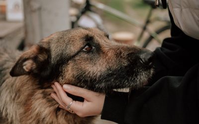 SPA Chien Grenoble : 5 choses à savoir avant d’adopter 🐶🏔️