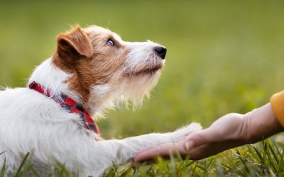 Éducation canine avec des méthodes douces : 6 clés pour des résultats durables