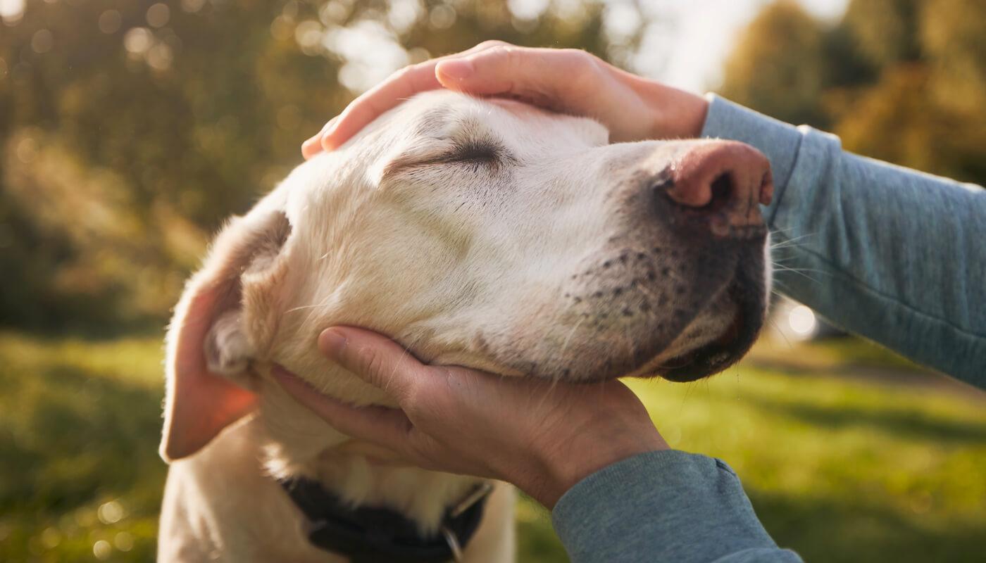 éducation canine avec des méthodes positives