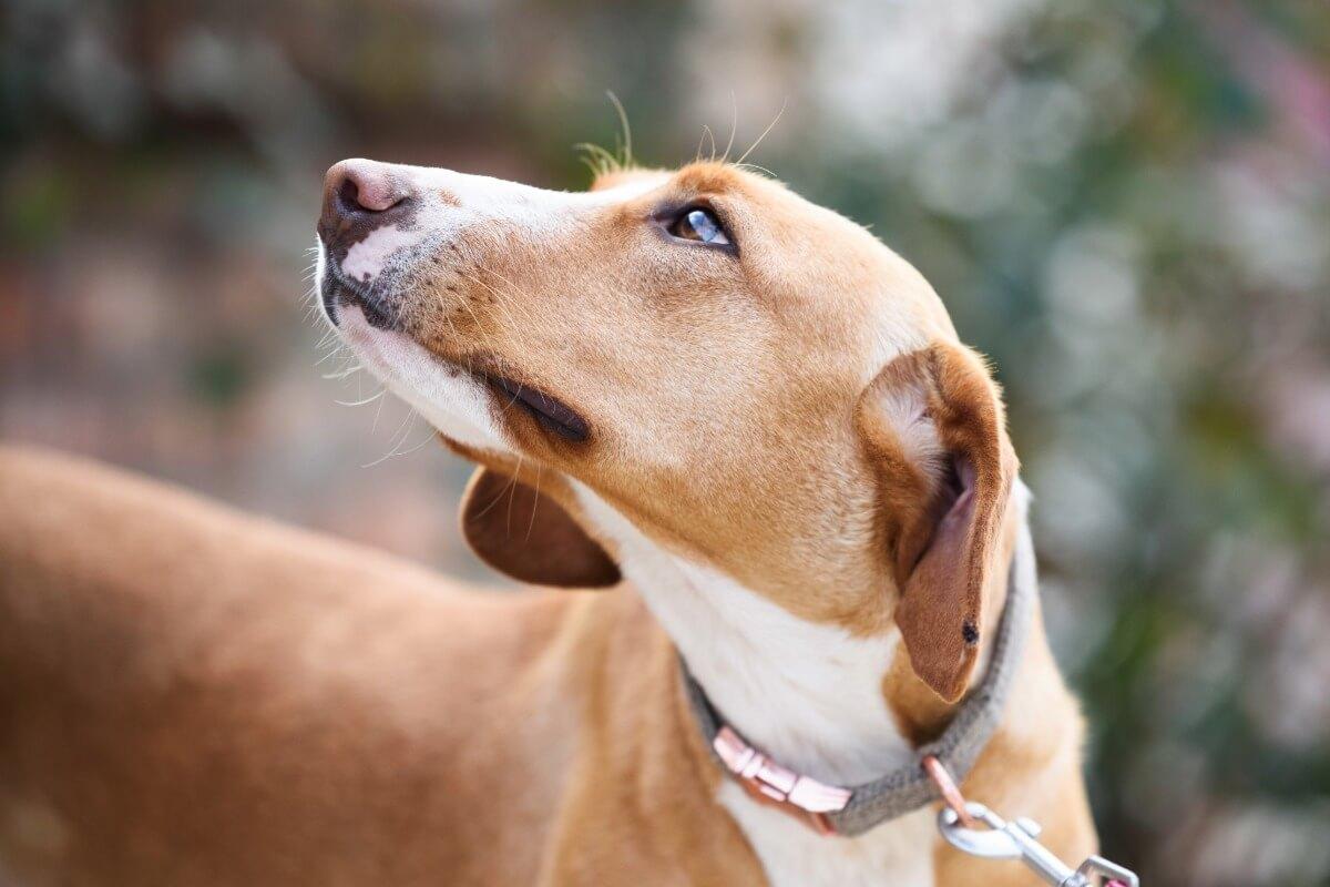 rééduquer chien peureux