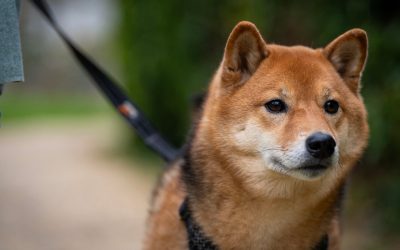 Éducation du Shiba Inu : 7 clés pour réussir avec cette race de caractère