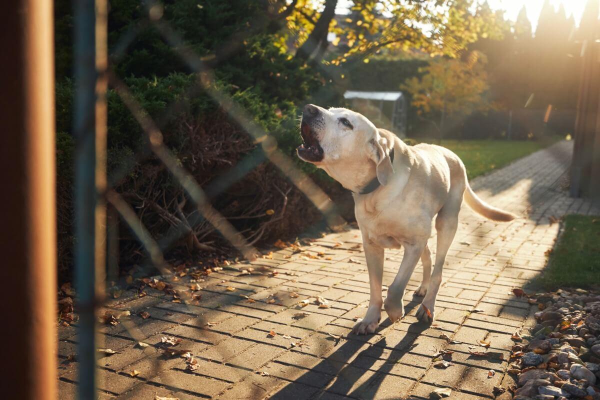 Problèmes de comportement chien aboie