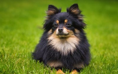 Chien Spitz nain : Guide complet 2026
